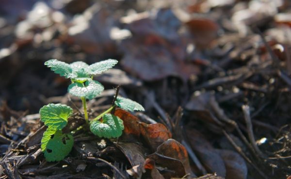 plant in mulch