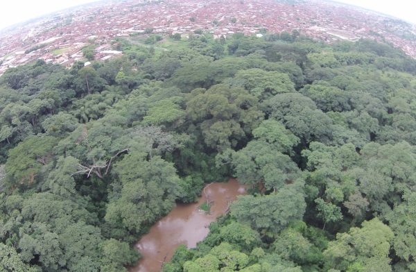 Aerial view of Osun-Osogbo sacred grove